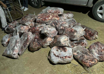Aydın’da bir çiftlikte, 1 ton kesilmiş domuz eti ele geçirildi