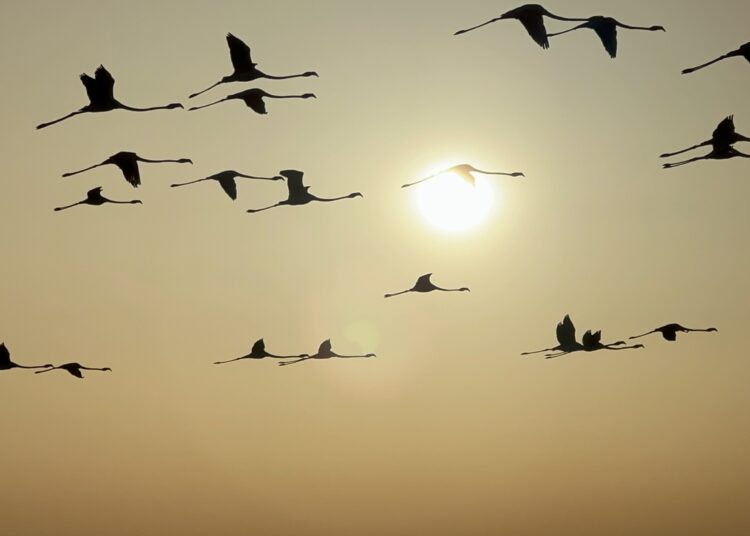 Tuz Gölü, kuluçkalardan çıkan yavru flamingolarla şenlendi 1 Tuz Gölü, kuluçkalardan çıkan yavru flamingolarla şenlendi