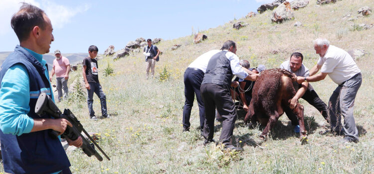 Erzurum'da Angus boğalar firar etti, yakalama faaliyeti saatlerce sürdü 1 Erzurum’da Angus boğalar firar etti, yakalama faaliyeti saatlerce sürdü