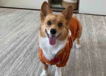 Fenomen köpeğin EURO 2024 şampiyonu tahmini şaşırttı, Türkiye tahmini üzdü