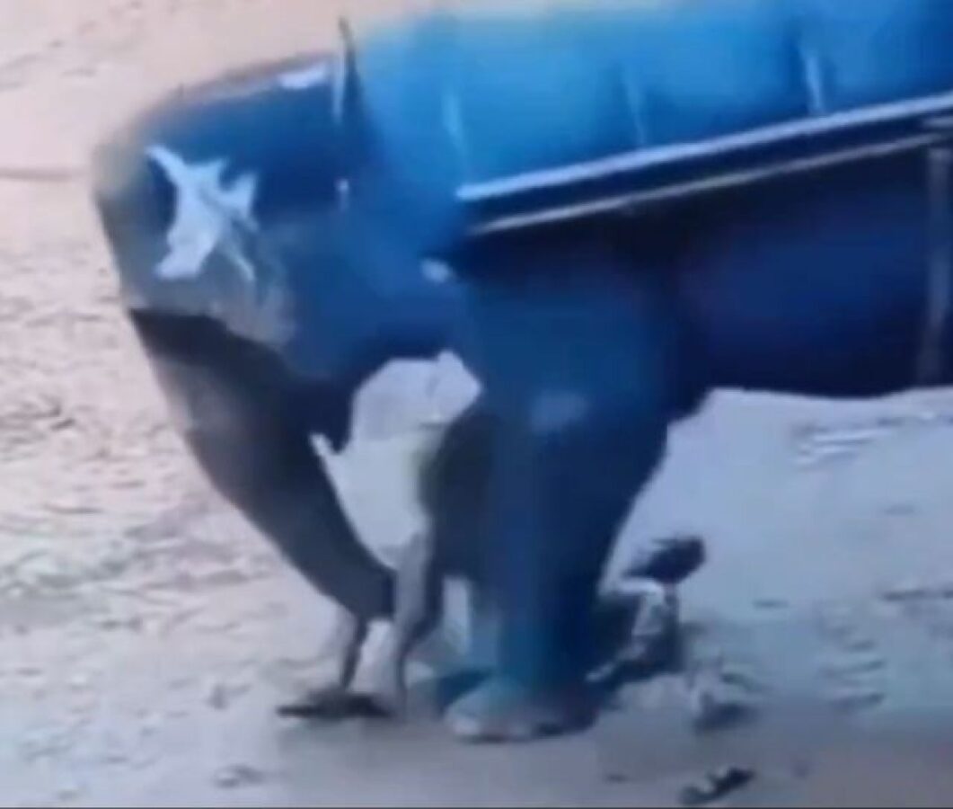 Dev fil, yaşlı bakıcısını kağıt gibi ezdi