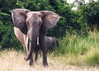 Zambiya’da fil dehşeti: ABD’li turisti ezerek öldürdü