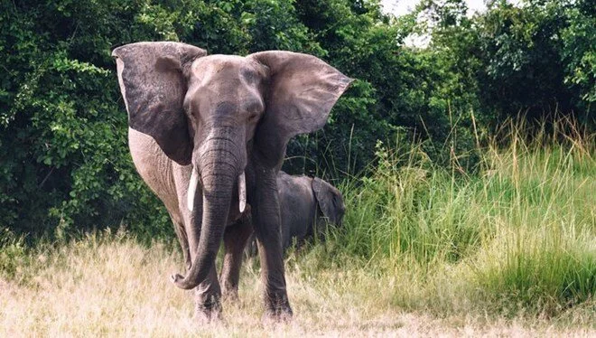 Zambiya'da fil dehşeti: ABD'li turisti ezerek öldürdü 1 Zambiya’da fil dehşeti: ABD’li turisti ezerek öldürdü