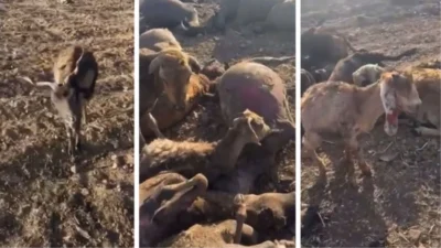 Hayvanlar yanarken çiftçi tazminat peşinde: Eksper gelmeden müdahale yok! 2 Hayvanlar yanarken çiftçi tazminat peşinde: Eksper gelmeden müdahale yok!