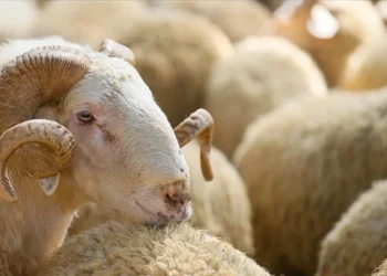 Halis Gül yazdı l ‘Kurban’dan ‘akraba’ya, ‘akraba’dan ‘hısım’a…