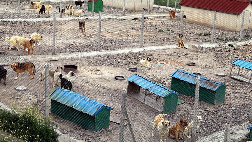 Başıboş sokak köpekleri düzenlemesi Meclis'ten geçerek yasalaştı 12 Başıboş sokak köpekleri düzenlemesi Meclis'ten geçerek yasalaştı
