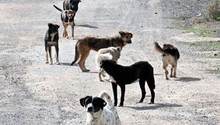 Başıboş sokak köpekleri düzenlemesi Meclis'ten geçerek yasalaştı 6 Başıboş sokak köpekleri düzenlemesi Meclis'ten geçerek yasalaştı