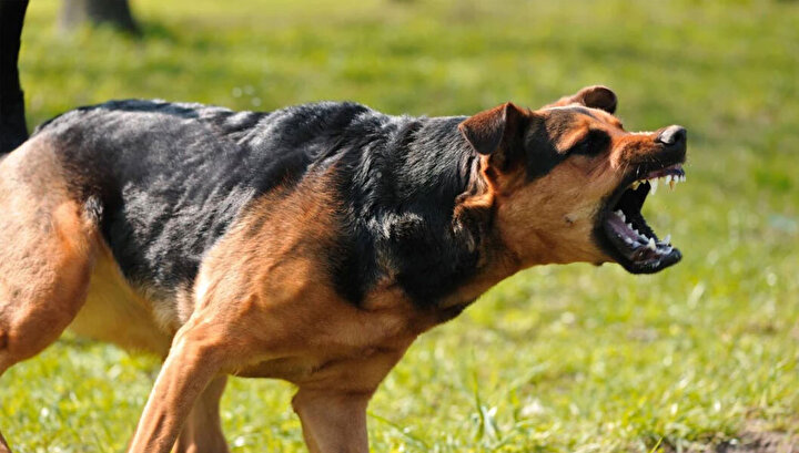 Başıboş sokak köpekleri düzenlemesi Meclis'ten geçerek yasalaştı 7 Başıboş sokak köpekleri düzenlemesi Meclis'ten geçerek yasalaştı