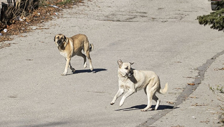 Başıboş sokak köpekleri düzenlemesi Meclis'ten geçerek yasalaştı 8 Başıboş sokak köpekleri düzenlemesi Meclis'ten geçerek yasalaştı