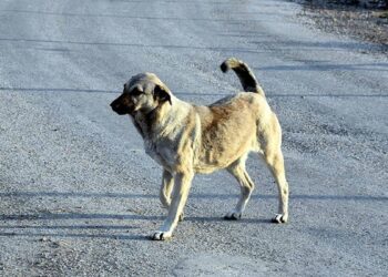 Ankara’da 15 köpek ölü bulundu