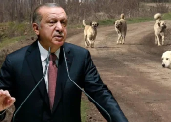 Yandaş Ersoy Dede, yasaya tepkili: Erdoğan’ı tarihe ‘köpekleri öldüren lider’ olarak mı geçirmeye çalışıyorsunuz?