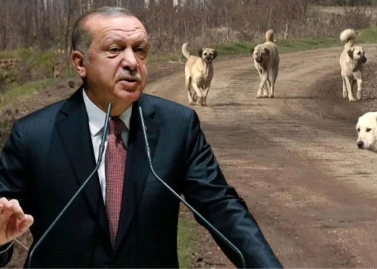 Yandaş Ersoy Dede, yasaya tepkili: Erdoğan’ı tarihe ‘köpekleri öldüren lider’ olarak mı geçirmeye çalışıyorsunuz?