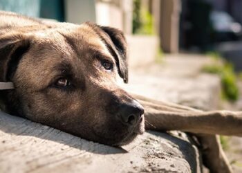 Afyonkarahisar'da sokak hayvanlarını beslemek valilik tarafından yasaklandı 5 Mümtaz’er Türköne yazdı I Köpek hayvan mıdır?