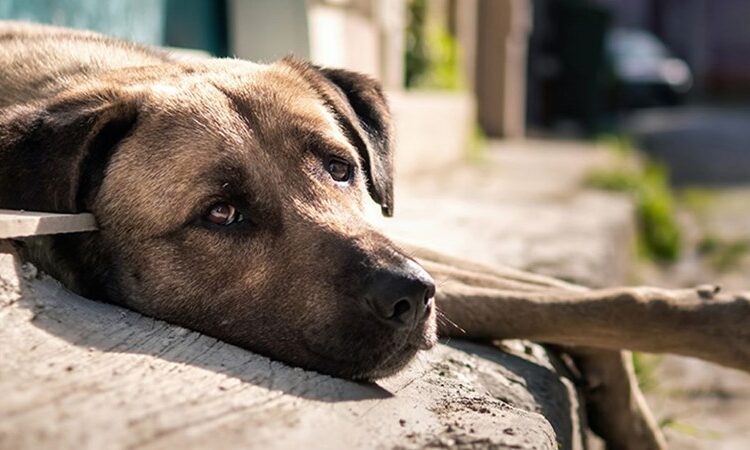 Afyonkarahisar'da sokak hayvanlarını beslemek valilik tarafından yasaklandı 1 Mümtaz’er Türköne yazdı I Köpek hayvan mıdır?