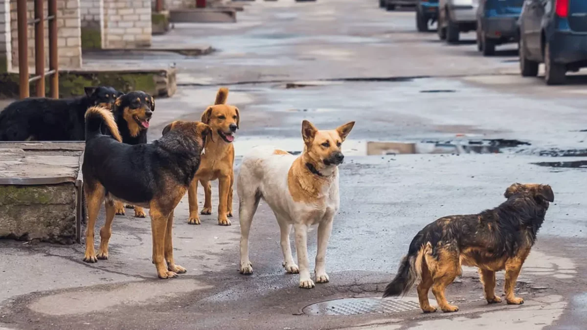 ‘Başıboş sokak köpekleri teklifi’ komisyondan geçti 4 ‘Başıboş sokak köpekleri teklifi’ komisyondan geçti