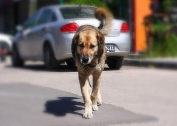 Başıboş köpek düzenlemesi bugün komisyonda görüşülecek