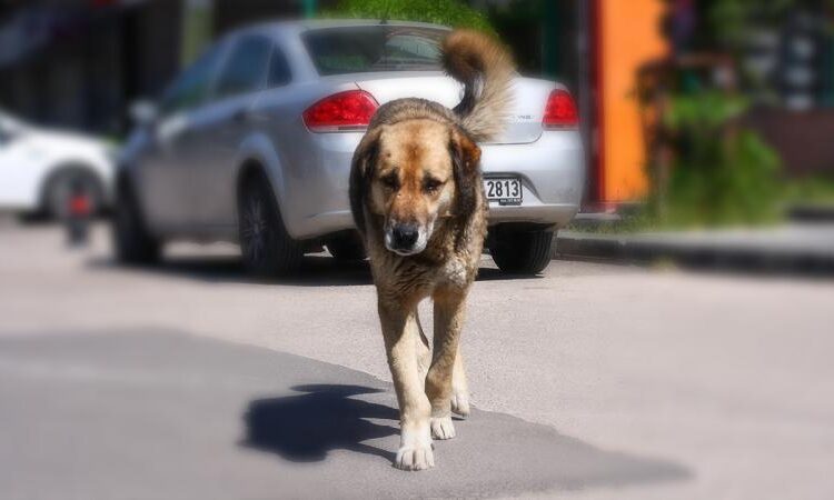 Başıboş köpek düzenlemesi bugün komisyonda görüşülecek