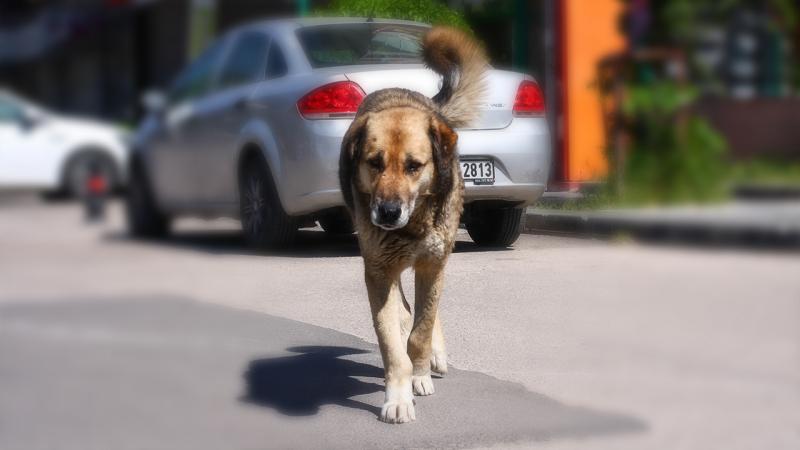 Başıboş köpek düzenlemesi bugün komisyonda görüşülecek 4 Başıboş köpek düzenlemesi bugün komisyonda görüşülecek