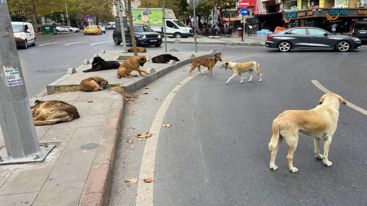 Başıboş köpek düzenlemesi bugün komisyonda görüşülecek 3 Başıboş köpek düzenlemesi bugün komisyonda görüşülecek