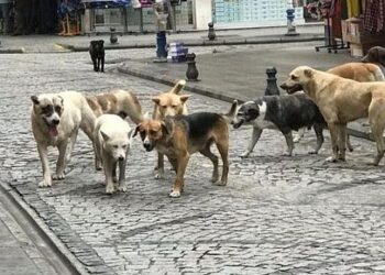 ‘Başıboş sokak köpekleri teklifi’ komisyondan geçti 6 Başıboş köpek düzenlemesi bugün komisyonda görüşülecek