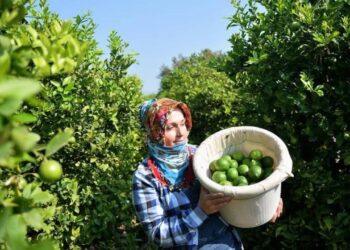 Limonda fahiş fiyatlar 40 gün daha sürecek