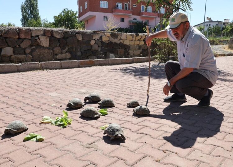 Acıgöl’ün ‘kaplumbağa terbiyecisi’ cami bahçesinde 30 kaplumbağa besliyor 1 Acıgöl’ün ‘kaplumbağa terbiyecisi’ cami bahçesinde 30 kaplumbağa besliyor