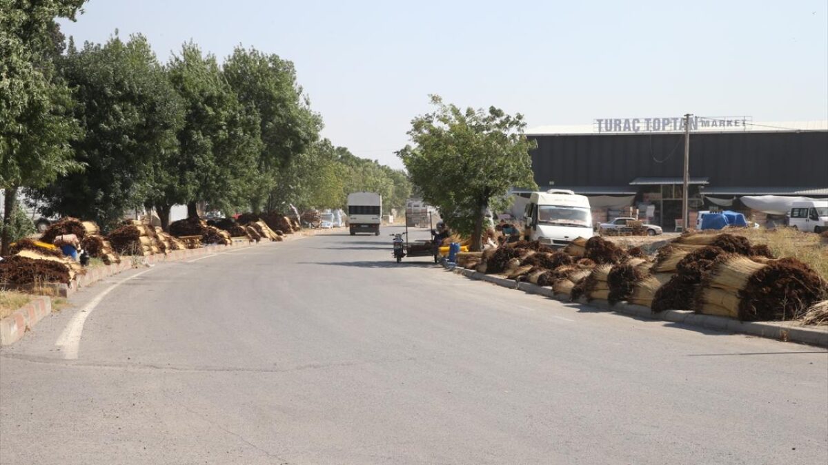 Kahramanmaraş'ta mevsimlik işçiler ‘çiğ’ mesaisinde