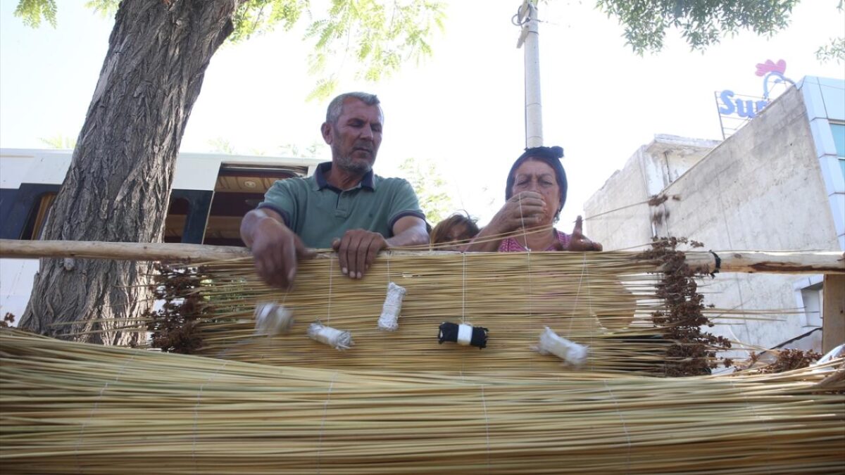Kahramanmaraş'ta mevsimlik işçiler ‘çiğ’ mesaisinde