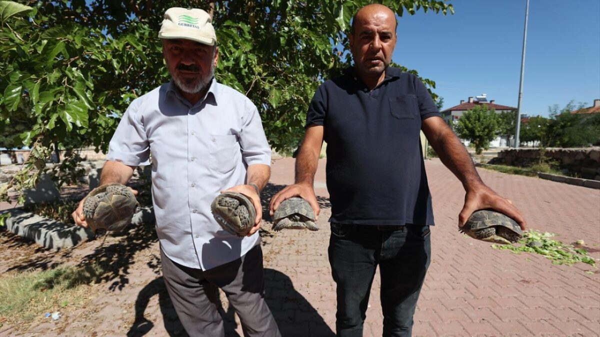 Acıgöl’ün ‘kaplumbağa terbiyecisi’ cami bahçesinde 30 kaplumbağa besliyor 5 Acıgöl’ün ‘kaplumbağa terbiyecisi’ cami bahçesinde 30 kaplumbağa besliyor