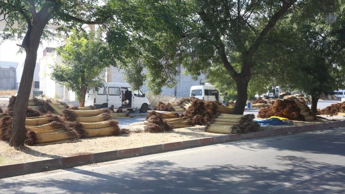 Kahramanmaraş'ta mevsimlik işçiler ‘çiğ’ mesaisinde