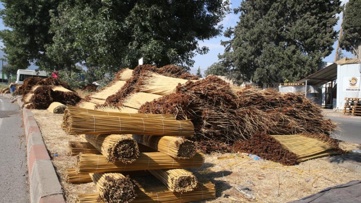 Kahramanmaraş'ta mevsimlik işçiler ‘çiğ’ mesaisinde