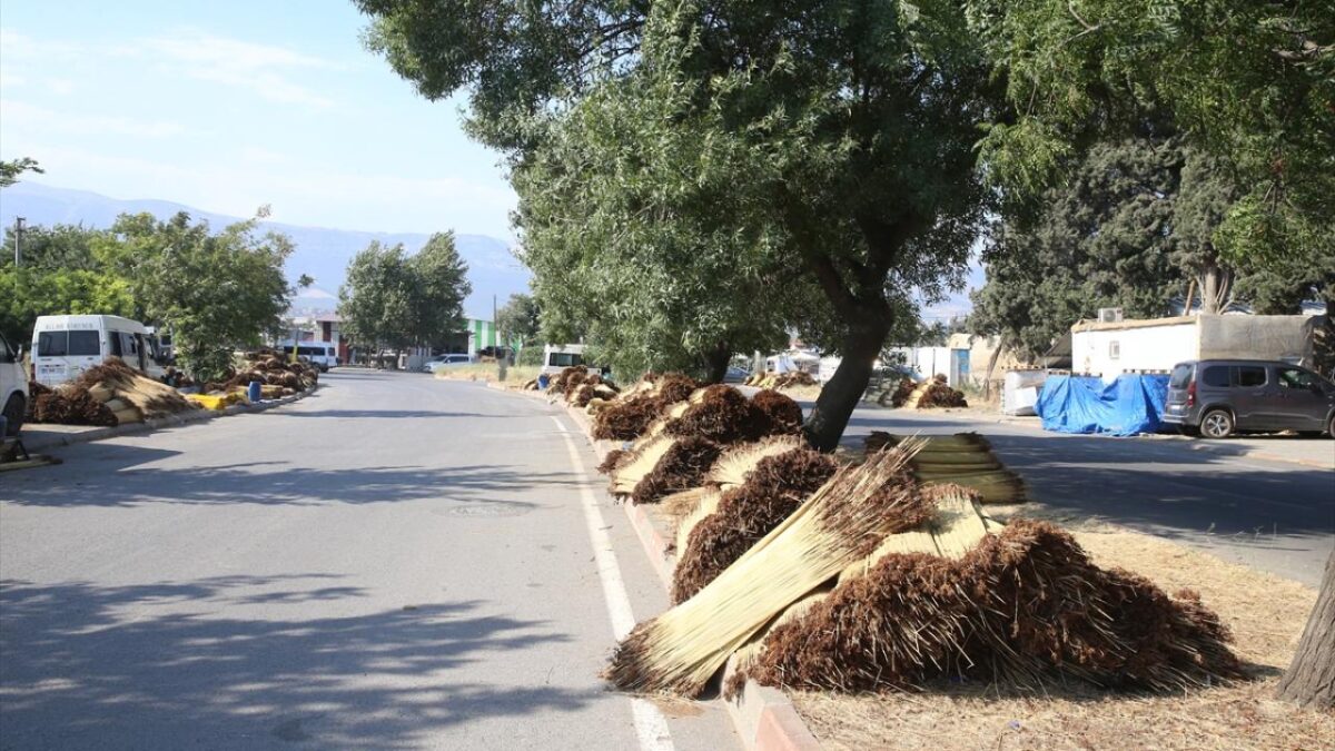 Kahramanmaraş'ta mevsimlik işçiler ‘çiğ’ mesaisinde