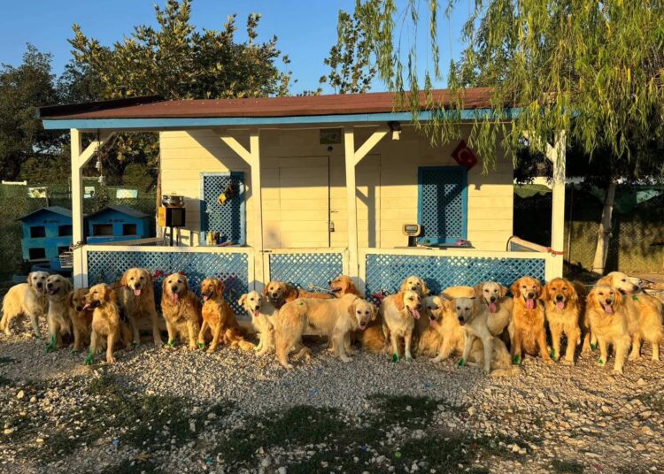 İngiltere’de bir yardım kuruluşu, Türkiye’deki köpekleri “kurtarmak” için proje başlatıyor