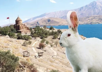 Tavşanlar, Akdamar Adası’nın kuyusunu kazıyor