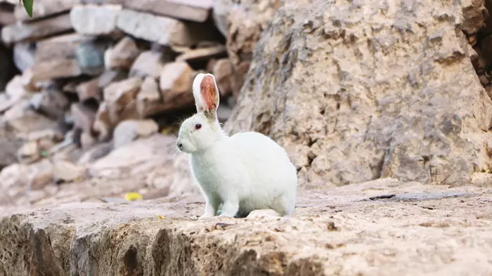 Tavşanlar, Akdamar Adası'nın kuyusunu kazıyor 3 Tavşanlar, Akdamar Adası'nın kuyusunu kazıyor