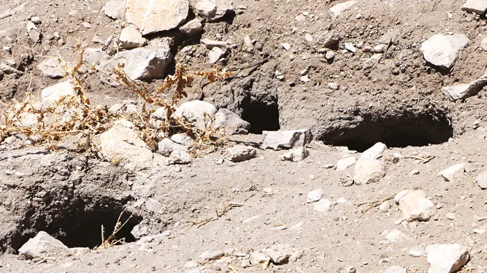Tavşanlar, Akdamar Adası'nın kuyusunu kazıyor 2 Tavşanlar, Akdamar Adası'nın kuyusunu kazıyor