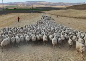 Yerli çoban kalmadı, ithali de 30 GB internet istiyor