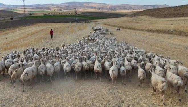 Yerli çoban kalmadı, ithali de 30 GB internet istiyor 1 Yerli çoban kalmadı, ithali de 30 GB internet istiyor