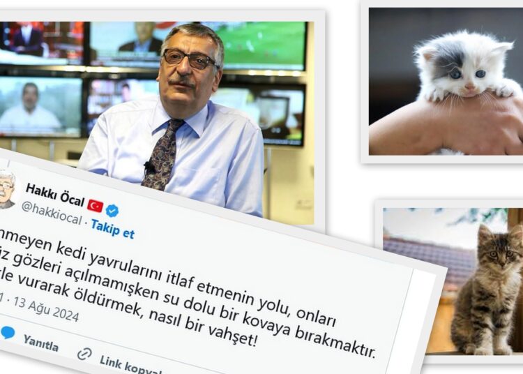 Hakkı Öcal: Yavru kedileri su dolu kovaya koyup öldürelim! 1 Hakkı Öcal: Yavru kedileri su dolu kovaya koyup öldürelim!