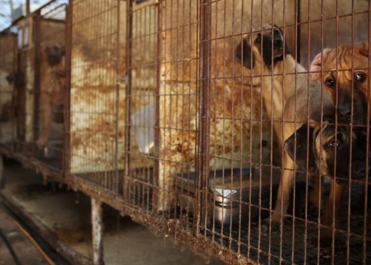 Güney Kore'de köpek eti yemek resmen yasaklandı 1 Güney Kore’de köpek eti yemek resmen yasaklandı