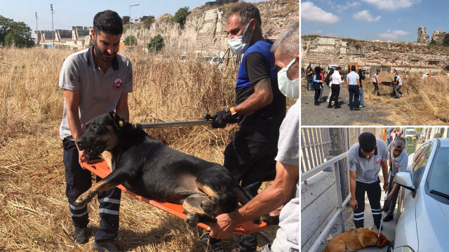 Fatih'te sahipsiz köpekler bir vatandaşı parçalayarak öldürdü 2 Fatih'te sahipsiz köpekler bir vatandaşı parçalayarak öldürdü