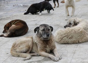 Sahipsiz köpeğin ısırdığı İrlandalı turistten İBB’ye dava: Mahkeme savunma istedi