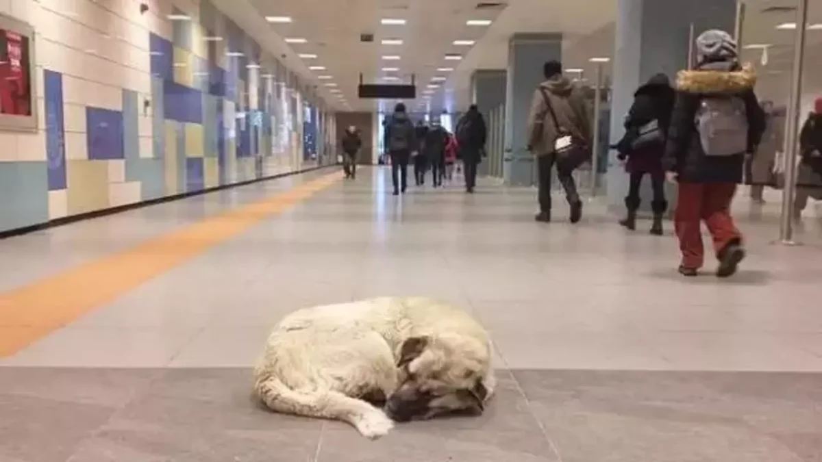 Sahipsiz köpeğin ısırdığı İrlandalı turistten İBB'ye dava: Mahkeme savunma istedi