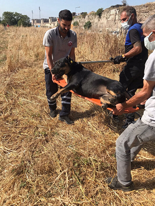 Fatih'te sahipsiz köpekler bir vatandaşı parçalayarak öldürdü 3 Fatih'te sahipsiz köpekler bir vatandaşı parçalayarak öldürdü