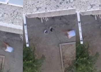 Yasa, sokak hayvanlarına karşı olanların elini güçlendirdi: Manisa’da 3 yavru kedi sopayla katledildi