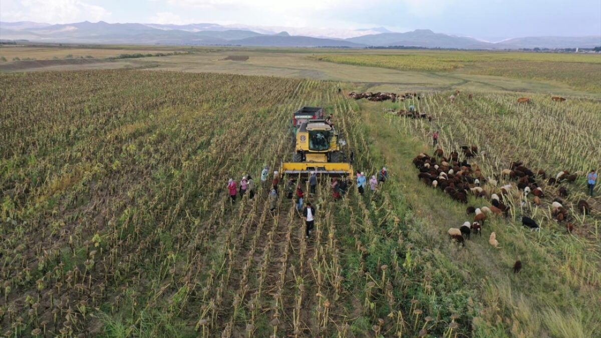 Ağrı'da çerezlik ayçiçeği tarlalarında hasat zamanı