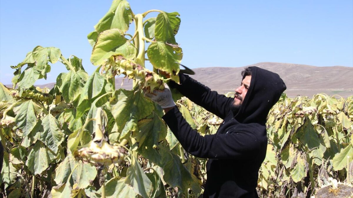 Ağrı'da çerezlik ayçiçeği tarlalarında hasat zamanı