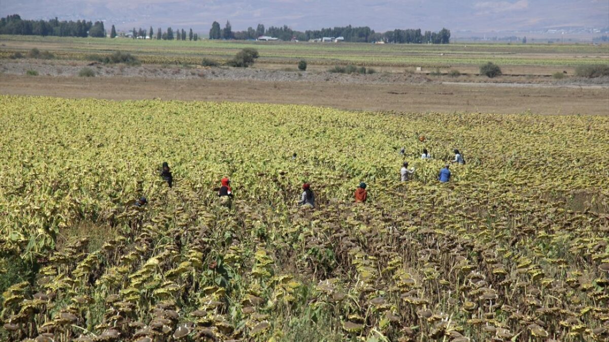 Ağrı'da çerezlik ayçiçeği tarlalarında hasat zamanı