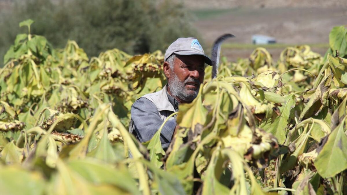 Ağrı'da çerezlik ayçiçeği tarlalarında hasat zamanı