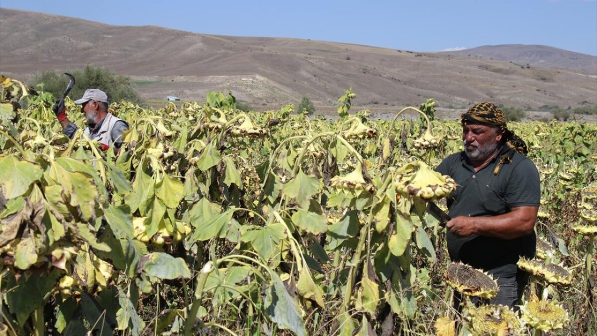 Ağrı'da çerezlik ayçiçeği tarlalarında hasat zamanı